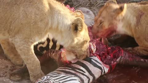 Lion pride eating zebra in Serengeti