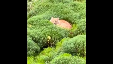 😂 Funniest Cats and Dogs Videos 😺🐶 || 🥰😹 Hilarious Animal Compilation