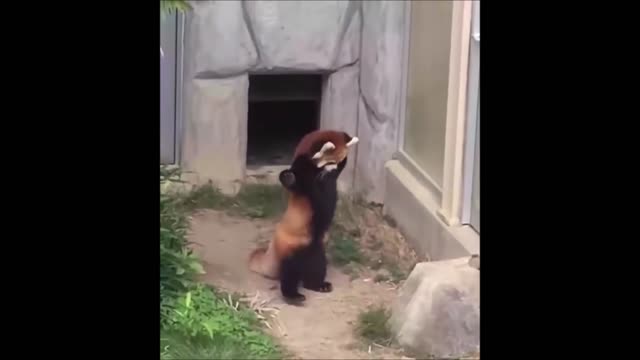 Most Adorable Red Panda