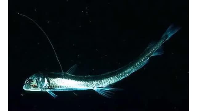 Facts about:the deep-sea dragonfish