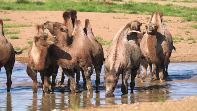 !Camel! Camel video!Animal video!