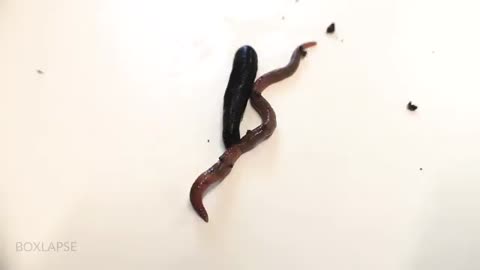 Horse-Leech Eating Earthworm MACRO_Cut