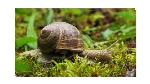 1080 HD Snail Slow Relax forest rain green grass water drops sleep nice