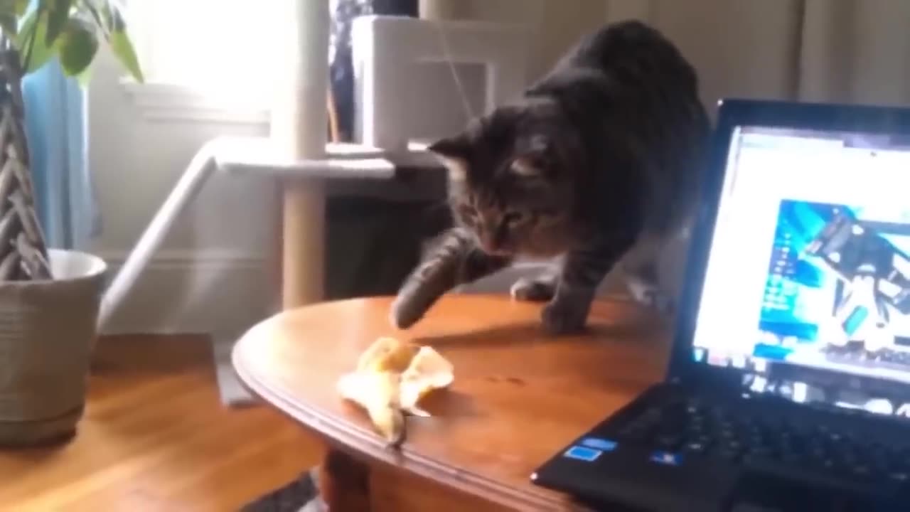 Hilarious!! Cats and dogs πβπ¦ΊπΎπββ¬