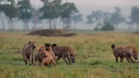 Hyena pack attacks lion