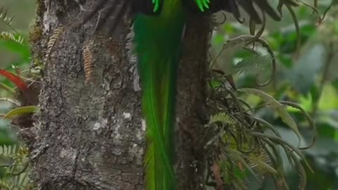 beautiful birds nice cute
