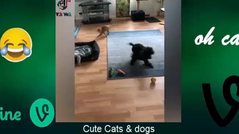 Funny cats video