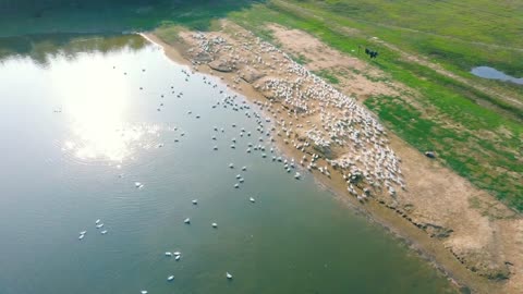 Beauty Lake Natural Ducks Animal The Farm