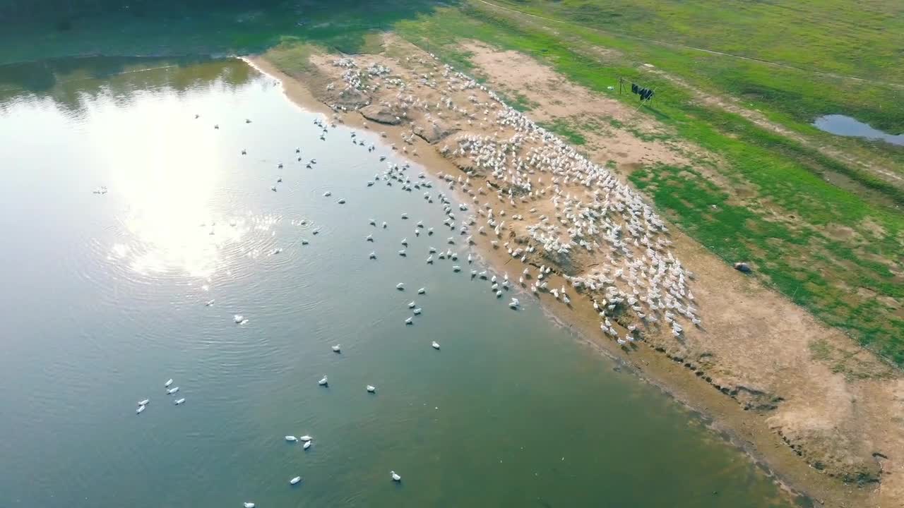 Beauty Lake Natural Ducks Animal The Farm