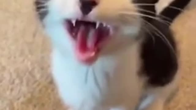 Try not to laugh🤣 Funny animals Part 3😹‖ #shorts ‖