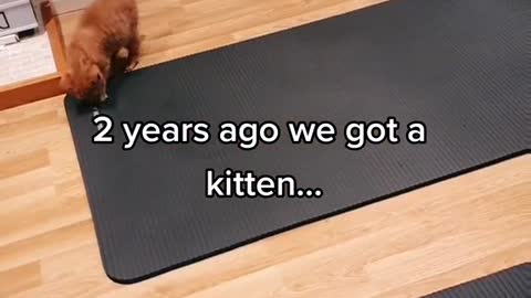 2 years in 30 seconds ??#cat #kitten