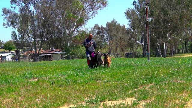 Dog Psychology 101 training