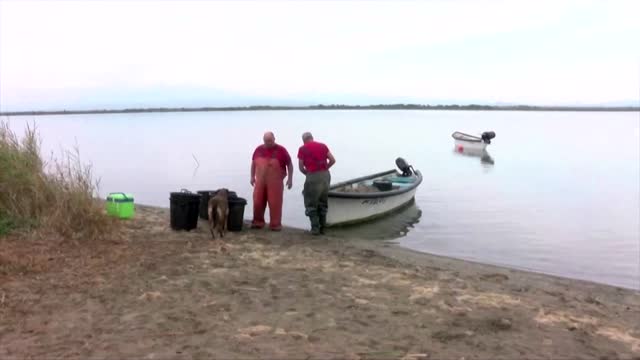 Invasive blue crab wreaks havoc in the French Med