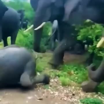 Elephant wildlife video #animal #wildlife #viral forest