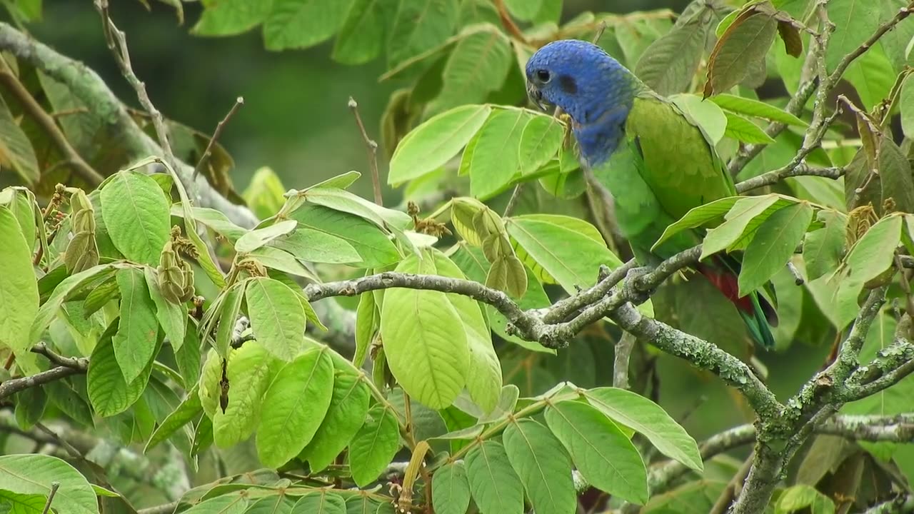 Blue Birds