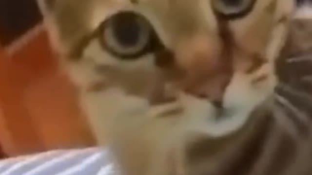 Cat dog fight 🐈🐕 very funny