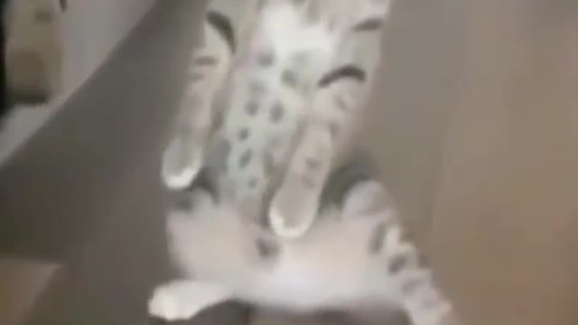 Funny cat😻😻😻 compilation #1