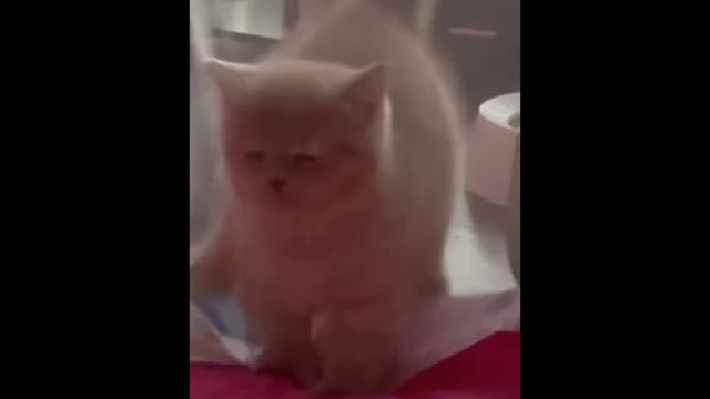 Funny behavior of kittens