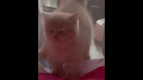 Funny behavior of kittens