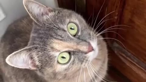 Cat meow