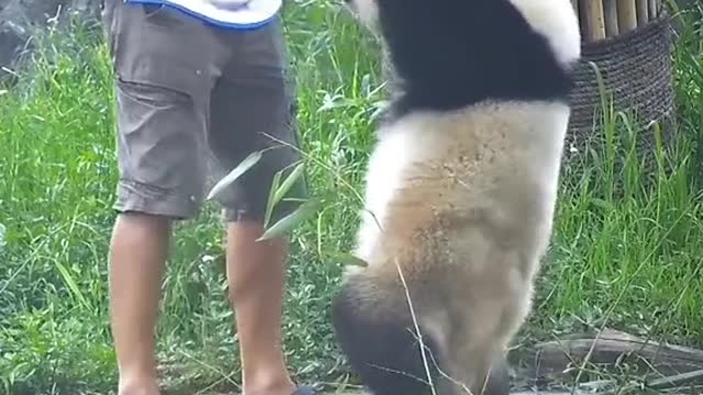 Do you want to do the cha-cha with the pandaš¤©