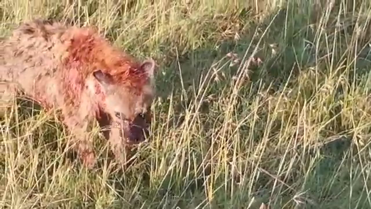 Male lion attacks over 20 hyenas