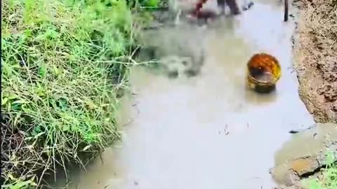 This is a beautiful and charming water-dwelling species