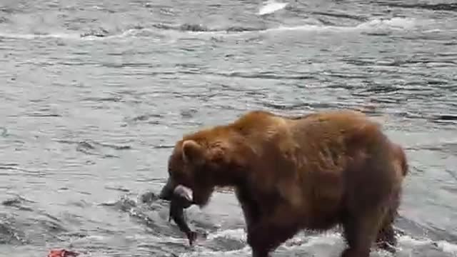 Bear catches fish