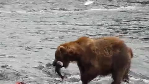 Bear catches fish