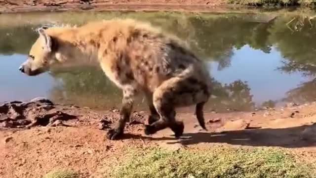 Chief It's urgent to go to ortho and have a look at it hyena