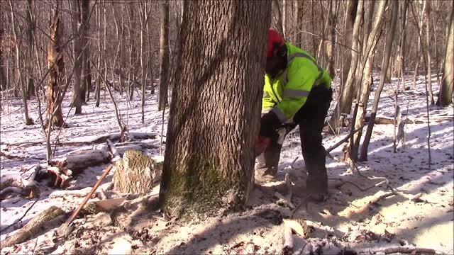 Large 28inch Dia. Ash Tree With A Heavy "Lean"