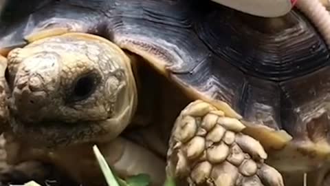 How Ethel celebrates October 3rd 🐢 🎀ig etheltheglamourtort #wewearpink