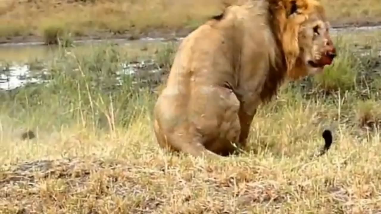 Lion fighting lion vs tiger fight #lionfight #tiger