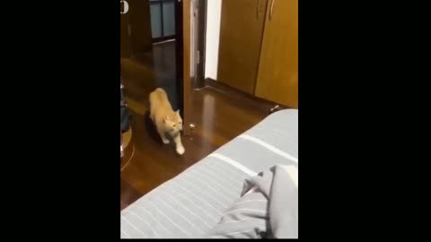Funny moment of cats😂