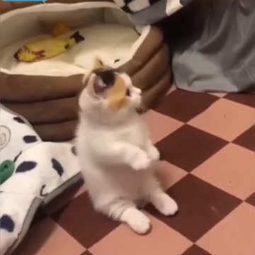 Fanny cat videos | kitty cat video | Cute cat videos | Pet Animal video |