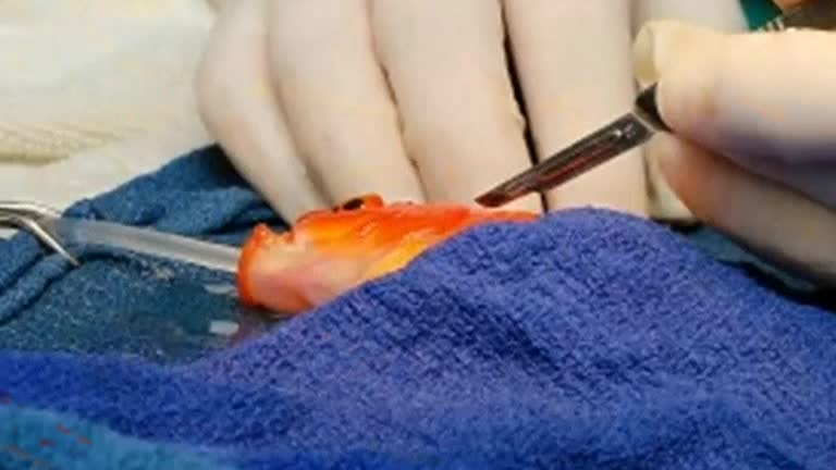 Fish and snips: Australian goldfish surgery goes "swimmingly well"