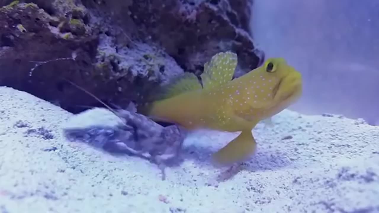 coolest animal moment