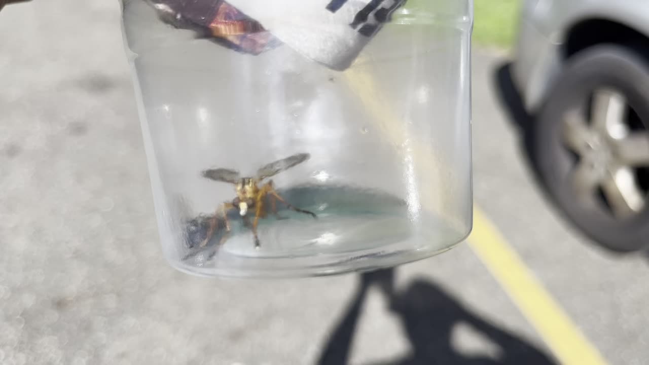 This Mosquito 🦟 Was Strong AF! It Was Flying Around Carrying A Bee 🐝 🤷🏾♂️