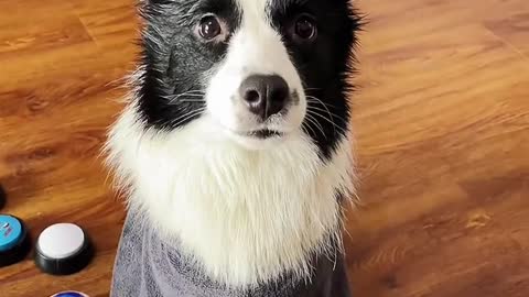 Self disciplined dogs will bathe themselves