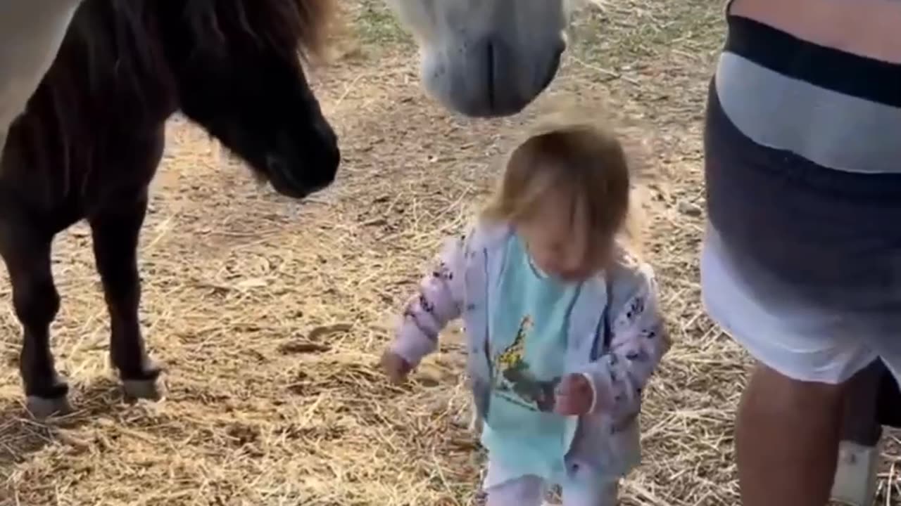 Nice horse