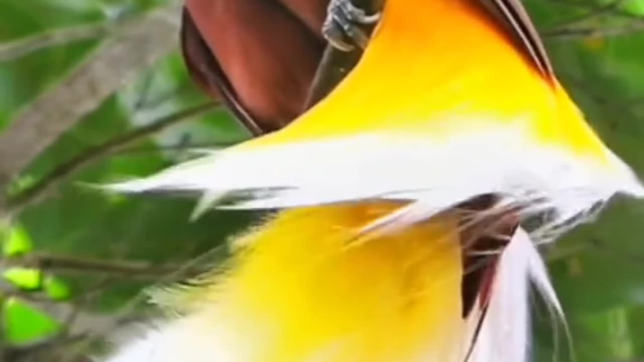 Birds life and Nature view.