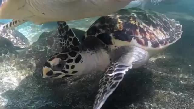 baby turtle’s life are called the ‘lost years'