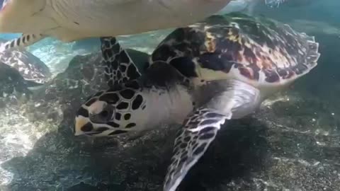 baby turtle’s life are called the ‘lost years'