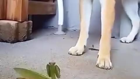 A GIGGLE 3-30-23