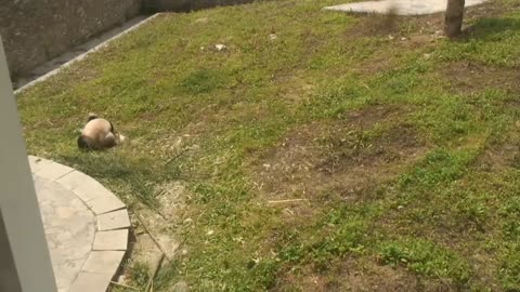 PANDA VIDEO