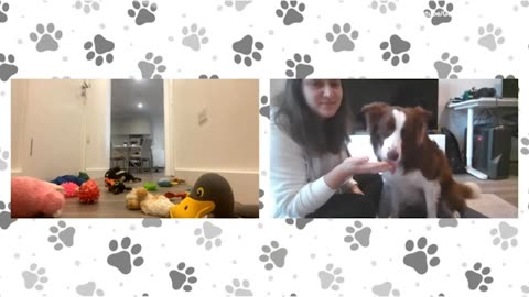 Anything is paw-sible! Scientist reveals two signs dogs are special