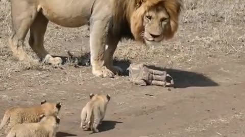 Cute lion cubs meet dad cute baby lion