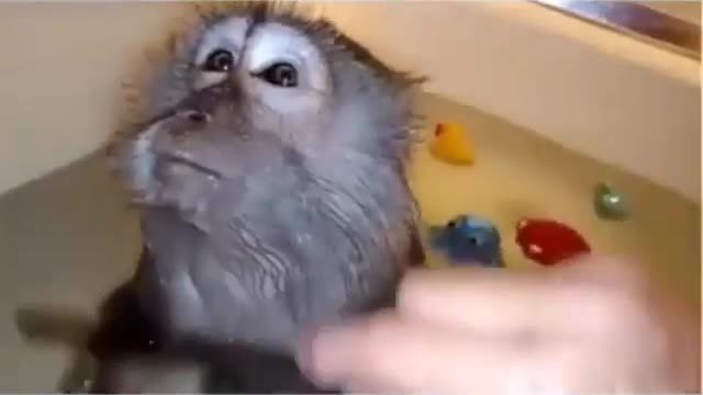 The monkey takes a bath