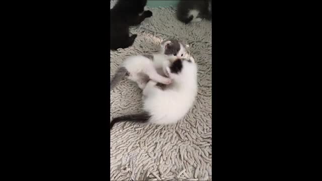 Cute and Funny Cat Videos-Baby Cat Compilation #3| Sah Animals