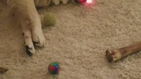 Daisy with Light up Ball